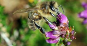 Abeille butinant une fleur