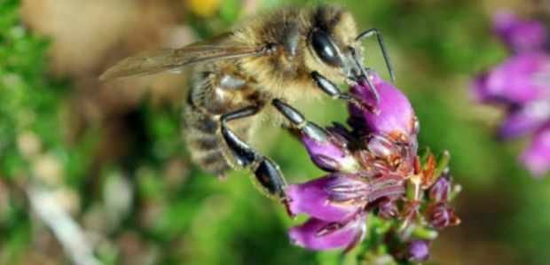 Abeille butinant une fleur