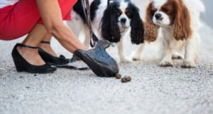 Ramasser les déjections canines