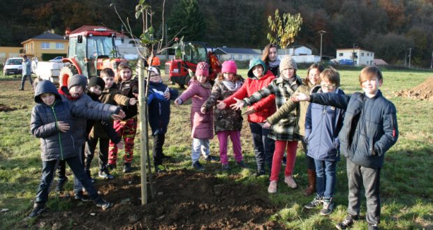 Plantation d'arbres fruitiers à Haropré