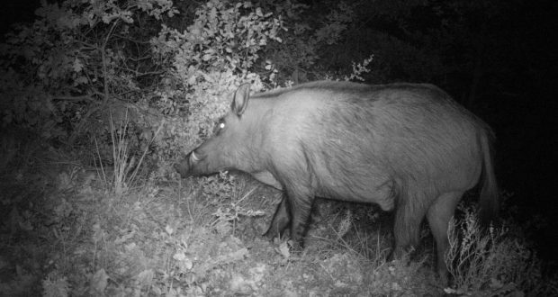 sanglier de nuit