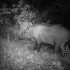 sanglier de nuit