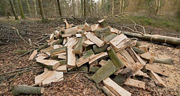 Information sur la coupe de bois de chauffage – Ville de Joeuf