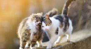 Deux chats se faisant un câlin