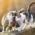 Deux chats se faisant un câlin