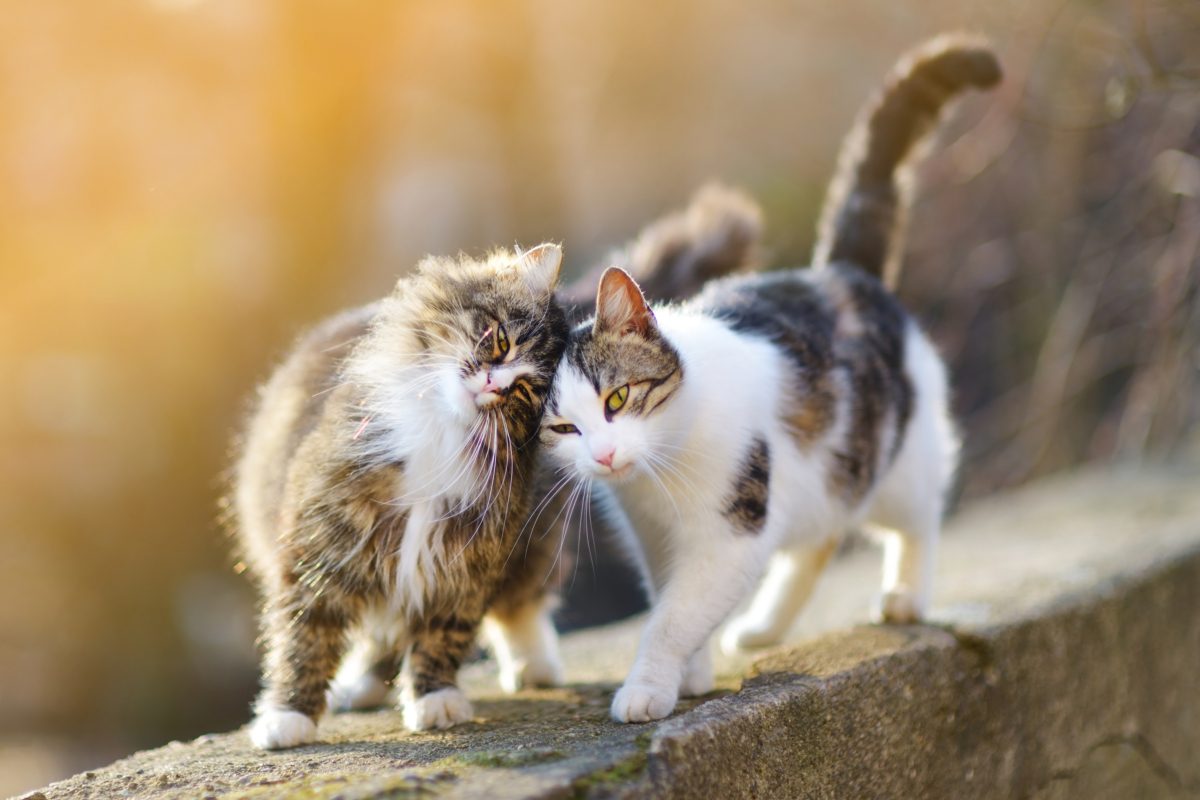 Deux chats se faisant un câlin
